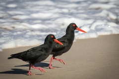 OYSTER-CATCHERS-SFB-2013-047-2